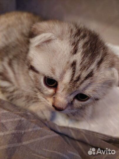 Шотландские котята