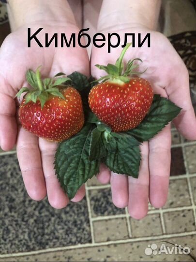 Рассада клубники