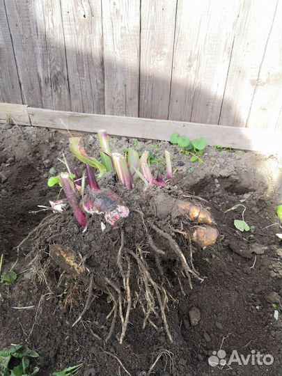 Клубни Канны