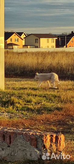 Белая собака