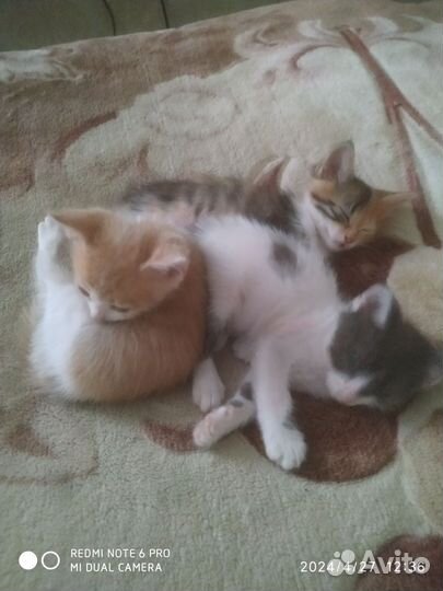 Кошка