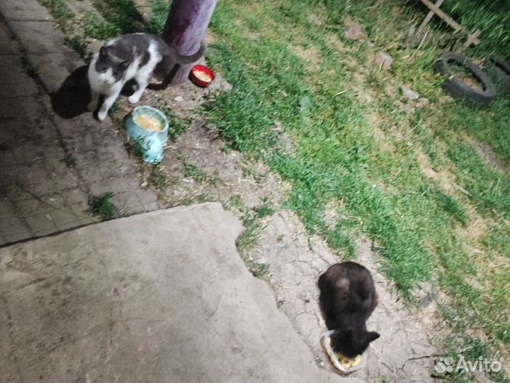 Коты в добрые руки