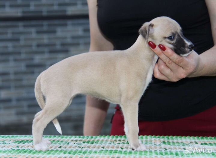 Уиппет щенки