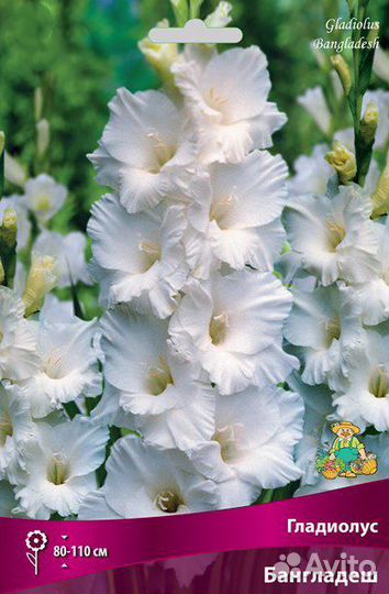 Гладиолус сет 4 сорта по 3 луковицы(12 шт.), поиск