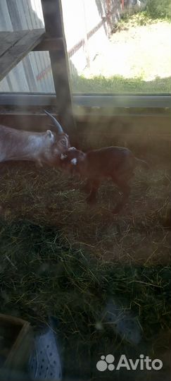 Козочка альпийская