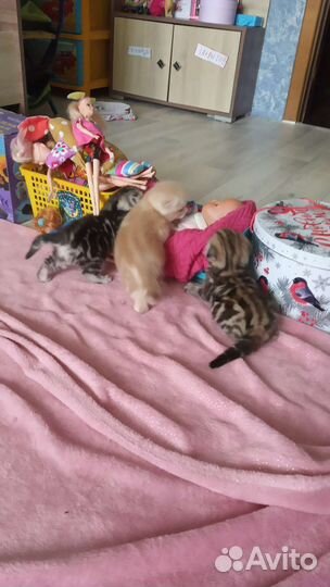 Шотландские котята