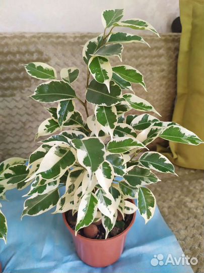 Фикус Бенджамин Старлайт