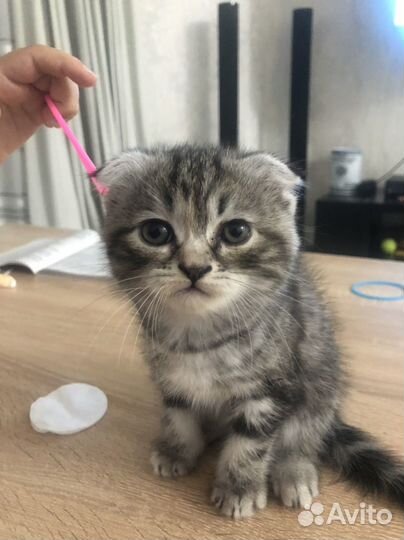 Вислоухие котята в добрые руки