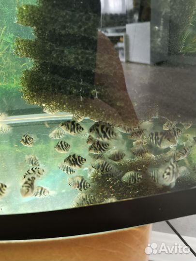 Сапфировые попугайчики