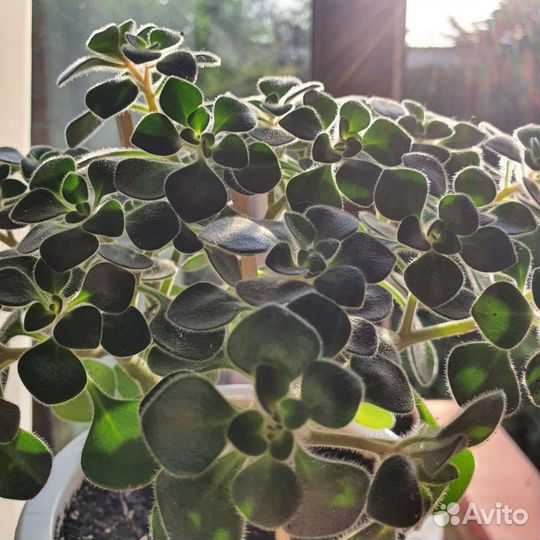 Аихризон Дерево Любви