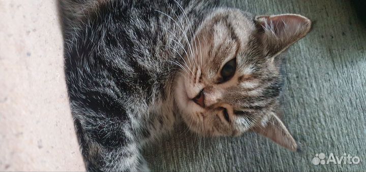 Кошечка в хорошие и добрые руки