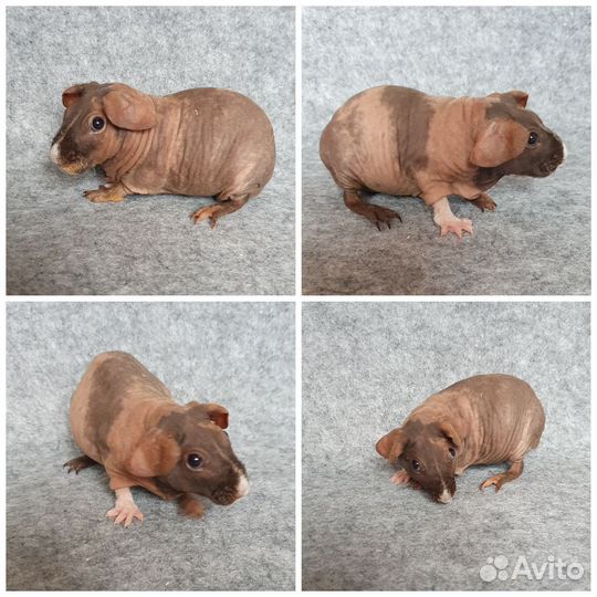 Морская свинка скинни девочки