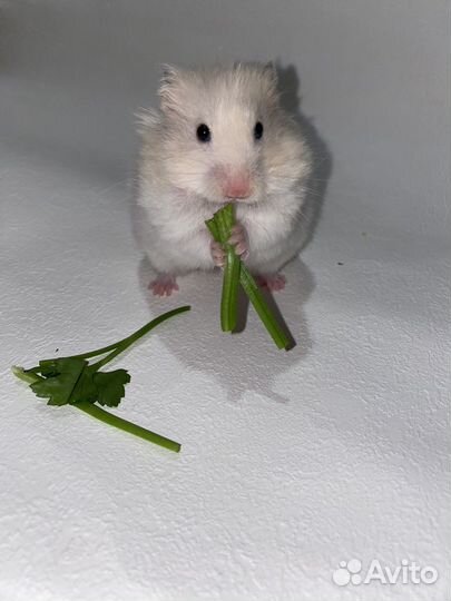 Сирийские хомячки