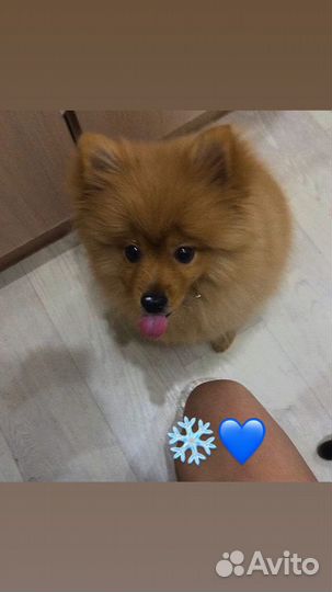 Ищем невесту