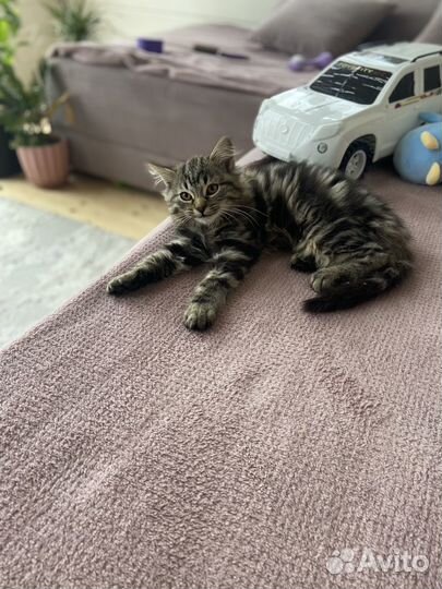Шотланский котенок