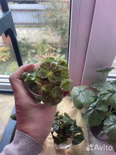 Бегония декоративно лиственная