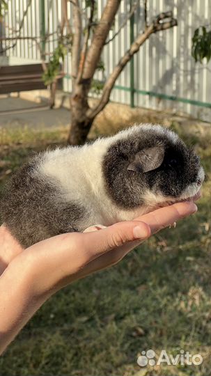 Самцы морской свинки Тедди