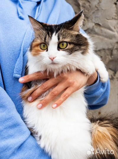 Кошка