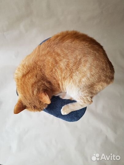 Когтеточка