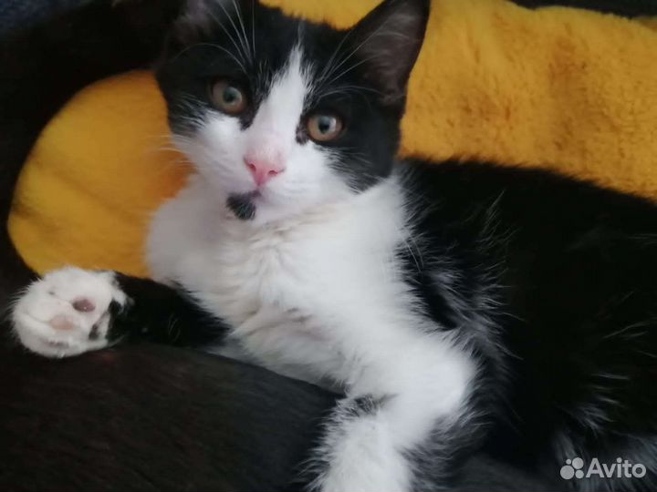 Кошка, котёнок подросток