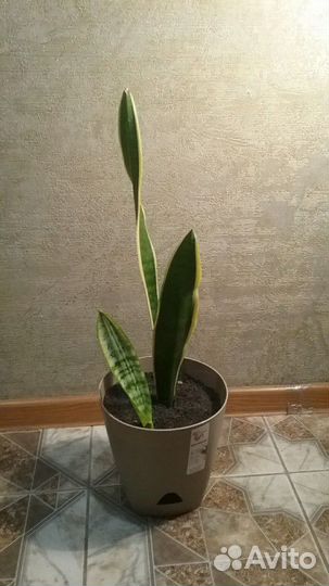 Сансевиерия.Щучий хвост.Тёщин язык
