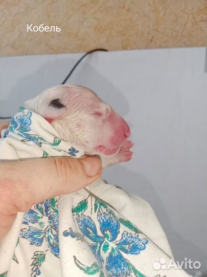 Бультерьер щенки