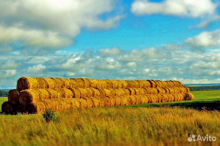 Сено В Армейском рулоны тюки