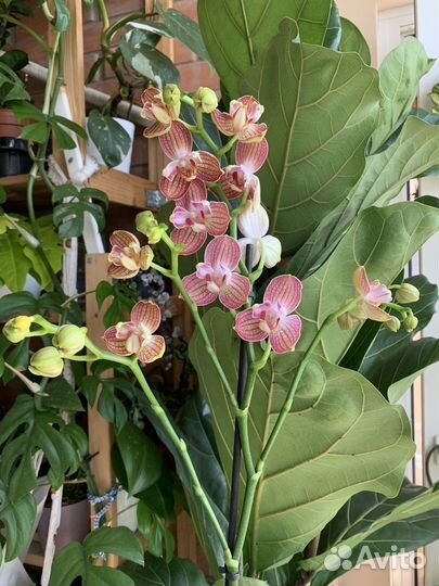 Орхидея фаленопсис равелло бабулетка