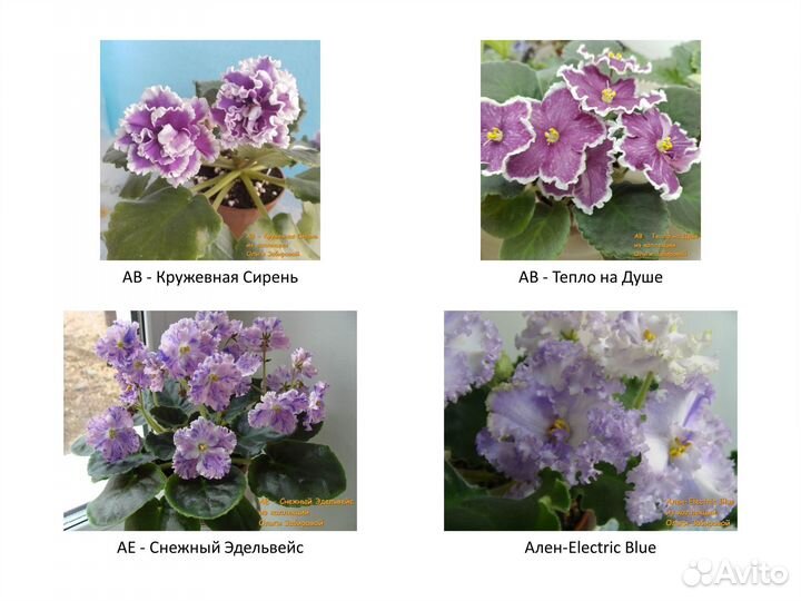 Фиалки. Продаются детки сортовых фиалок. Июль