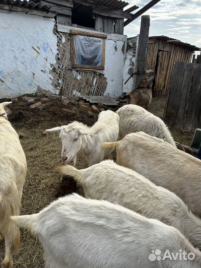 Козы и козлята