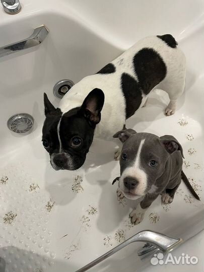 Передержка для собак