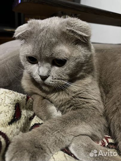 Ищем кота на вязку