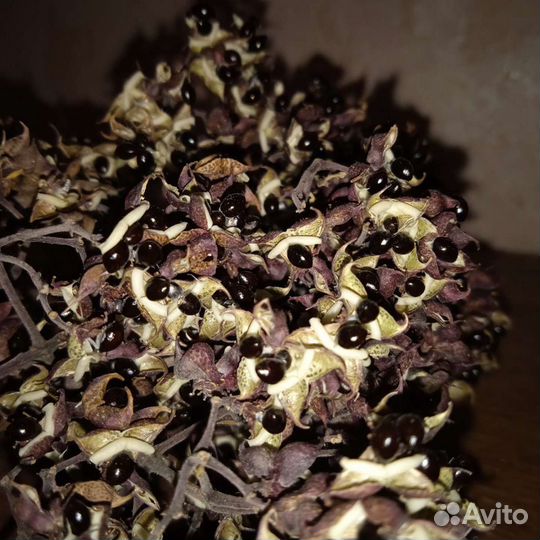 Семена Эводии Даниэля