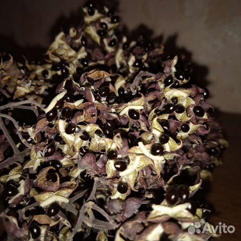 Семена Эводии Даниэля