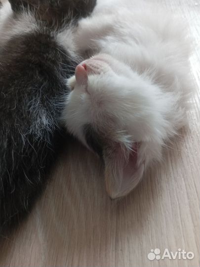 Котята в дар бесплатно