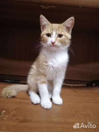 Котëнок Васка