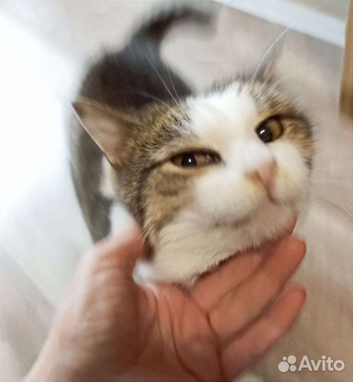 Кот в добрые руки