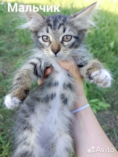 Котята отдам бесплатно