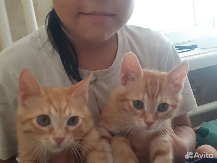 Коты рыжие