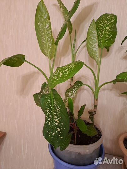Диффенбахия 3 шт + молочай (цена за всё)