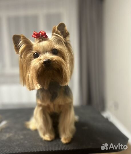 Грумер для питомцев