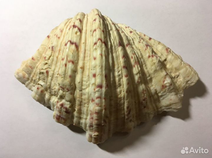 Океанская раковина