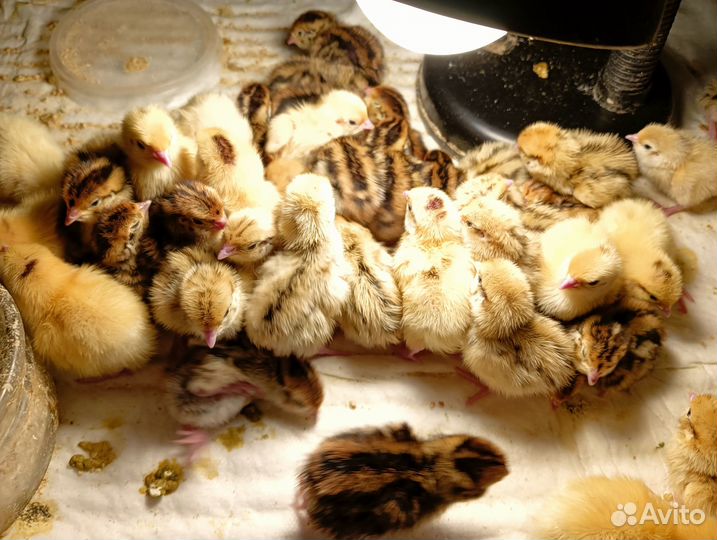 Перепелята