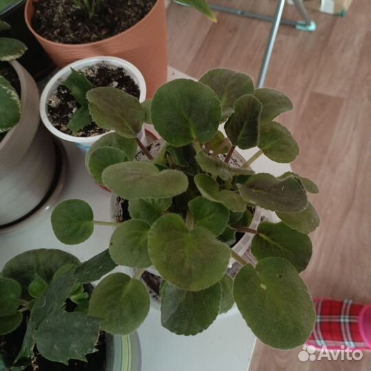 Комнатные цветы