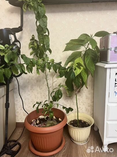 Цветы домашние