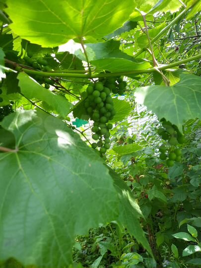 Дом 63 м² на участке 9 сот.