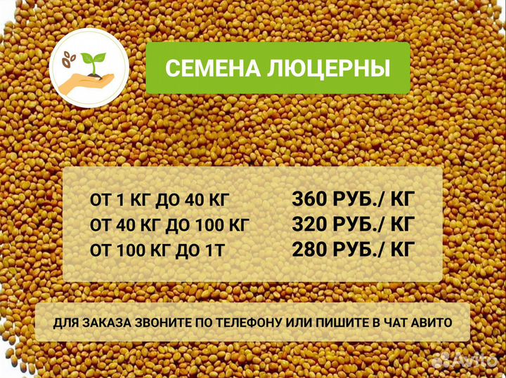 Семена люцерны