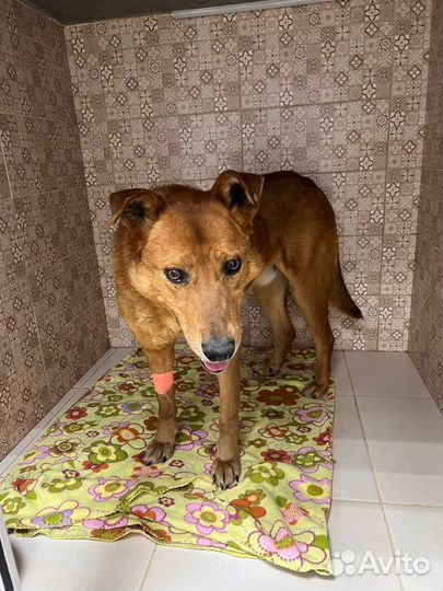 Очень ищем передержку собаке