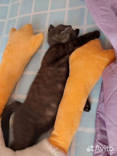 Черный котенок мальчик в добрые руки