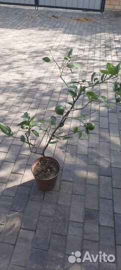 Лимонные деревья с плодами